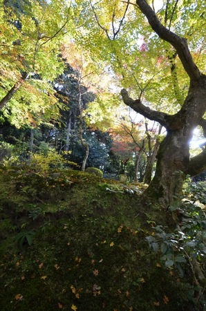 DSC_0782 2.jpg