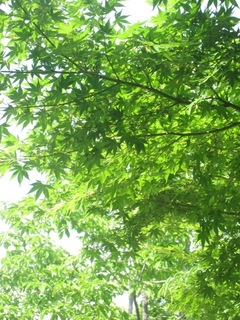 新緑５.jpg