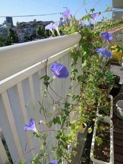 IMG_0055 のコピー.JPG