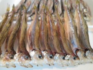 IMG_0561.JPG