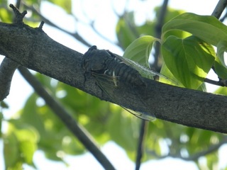 P1010218.JPG