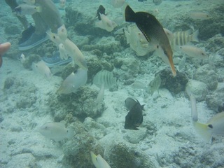 PHOT0094 のコピー.JPG